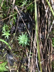 Angiospermae