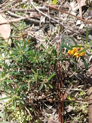 Pultenaea petiolaris