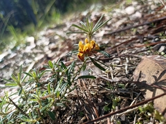 Pultenaea petiolaris