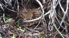 Crotalus molossus oaxacus