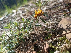 Pultenaea petiolaris