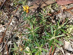 Pultenaea petiolaris
