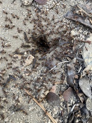 Formica subpolita