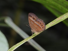 Mycalesis fusca