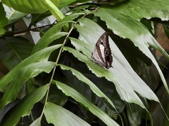 Polyura schreiber