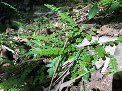 Adiantum hispidulum minus