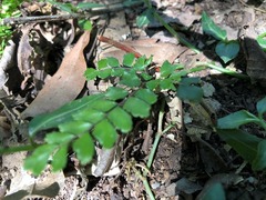 Adiantum hispidulum minus