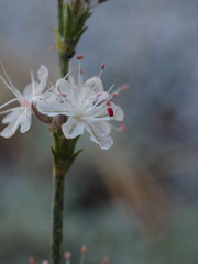 Eriogonum wrightii subscaposum