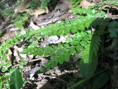 Adiantum hispidulum minus