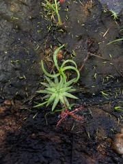 Angiospermae