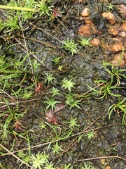 Angiospermae