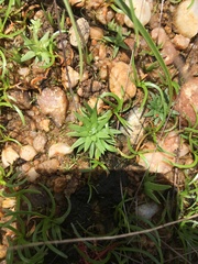 Angiospermae