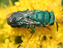 Parnopes