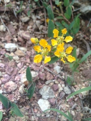 Aspicarpa hirtella