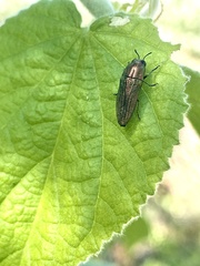 Agaeocera scintillans