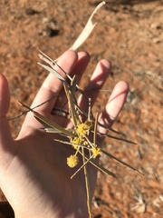 Acacia georginae