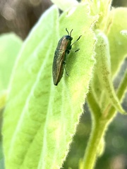 Agaeocera scintillans