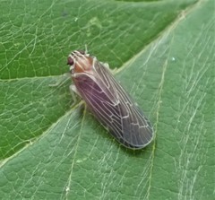 Synecdoche impunctata