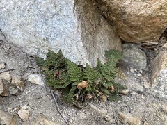 Myriopteris covillei