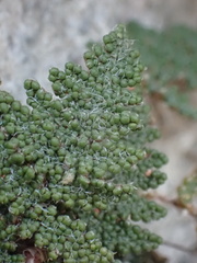 Myriopteris covillei