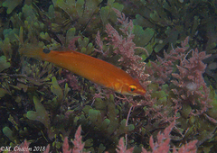 Ctenolabrus rupestris