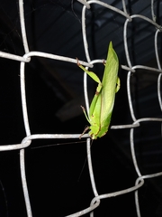 Cnemidophyllum lineatum