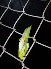 Cnemidophyllum lineatum