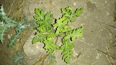 Solanum grayi