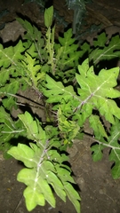 Solanum grayi