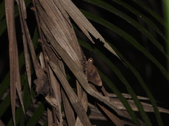 Erionota hiraca