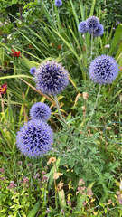 Echinops ritro