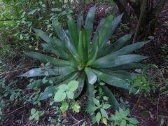 Agave hiemiflora