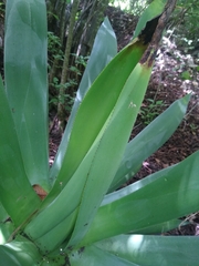 Agave hiemiflora