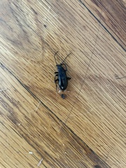 Tarpela micans