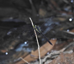 Agrionoptera longitudinalis biserialis