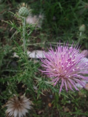 Cirsium ochrocentrum