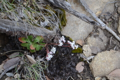 Micranthes eriophora
