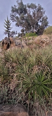 Puya venusta