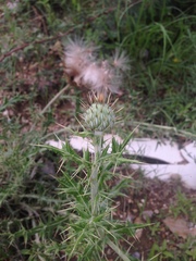 Cirsium ochrocentrum