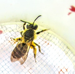 Cnemidandrena