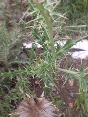 Cirsium ochrocentrum