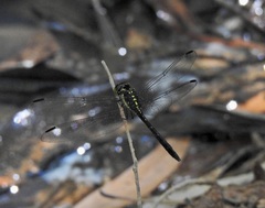Agrionoptera longitudinalis biserialis