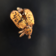 Hyperinae