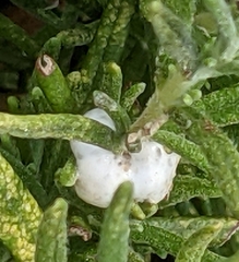 Aphrophora parallela