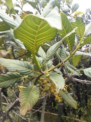 Palicourea lineariflora