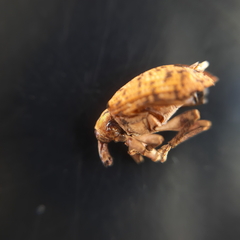 Hyperinae