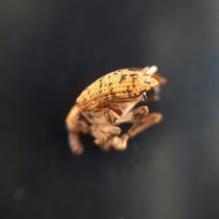 Hyperinae