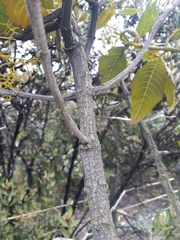 Palicourea lineariflora