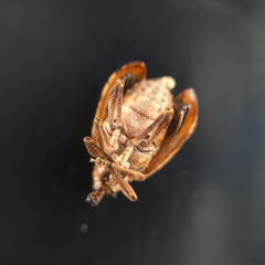 Hyperinae