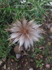 Cirsium ochrocentrum